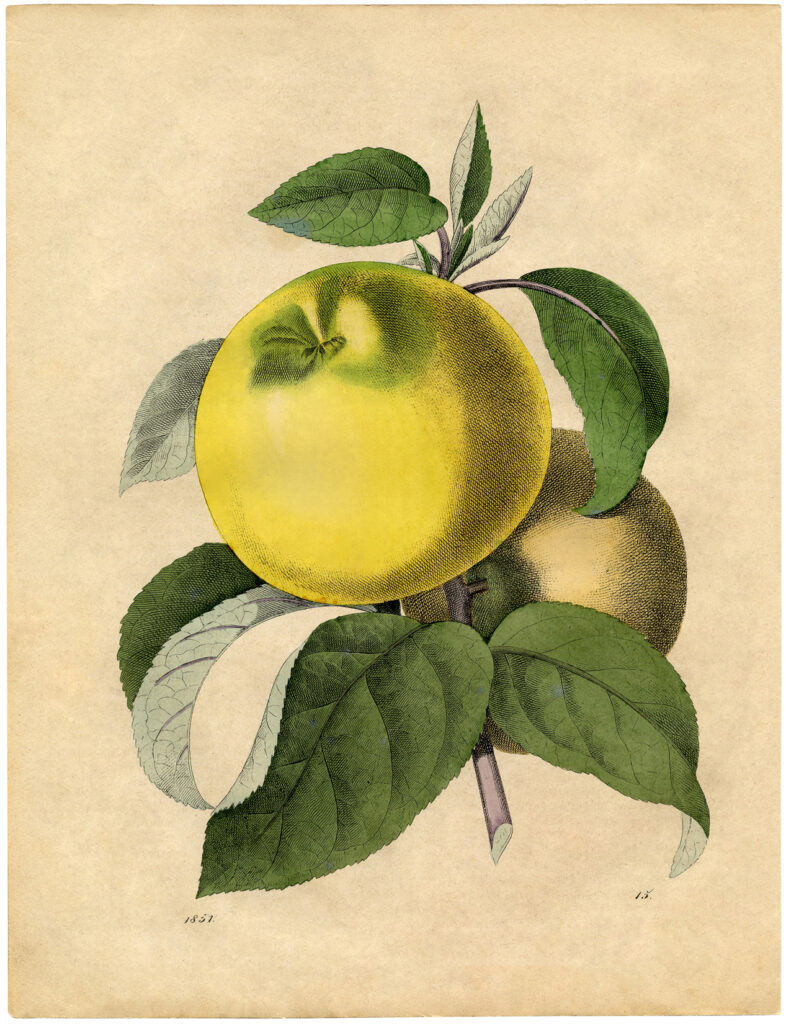 botanical apple print image