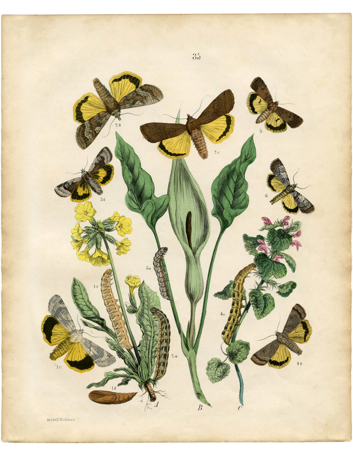11 Vintage Free Fall Botanical Printables! - The Graphics Fairy