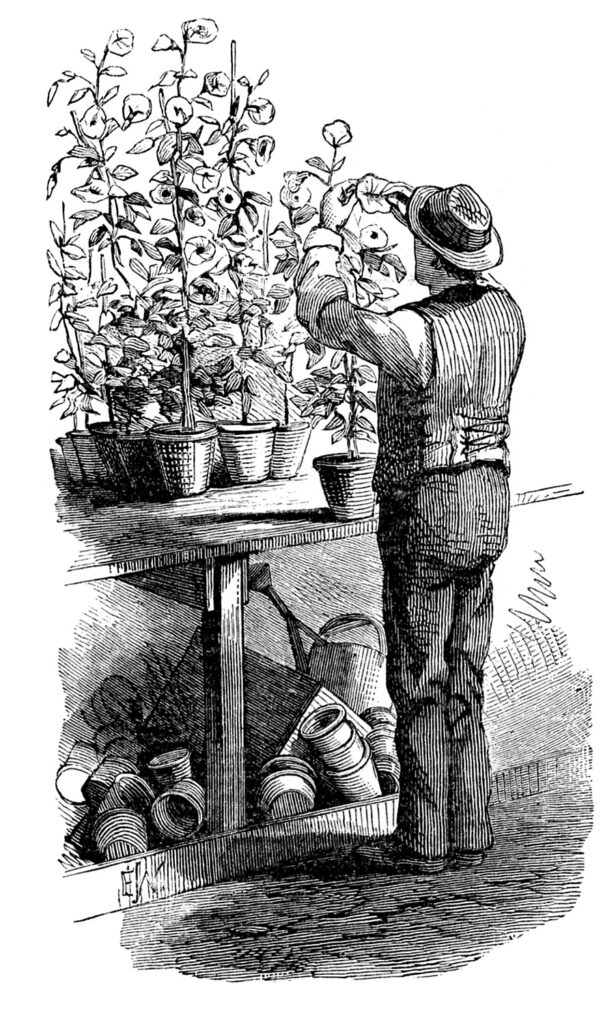 vintage gardener plants potting bench illustration