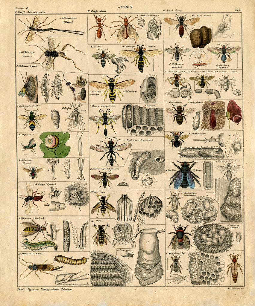 insect chart bees illustration