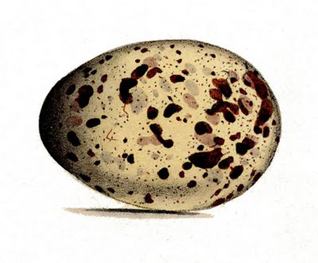 vintage speckled egg Morris image