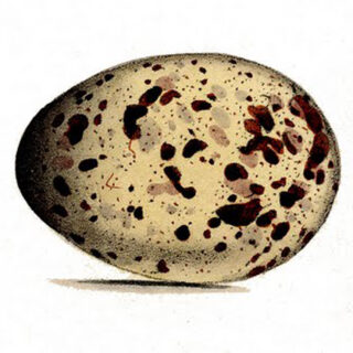vintage speckled egg Morris image