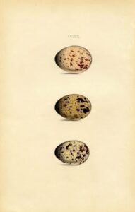 12 Pictures of Bird Eggs! - The Graphics Fairy