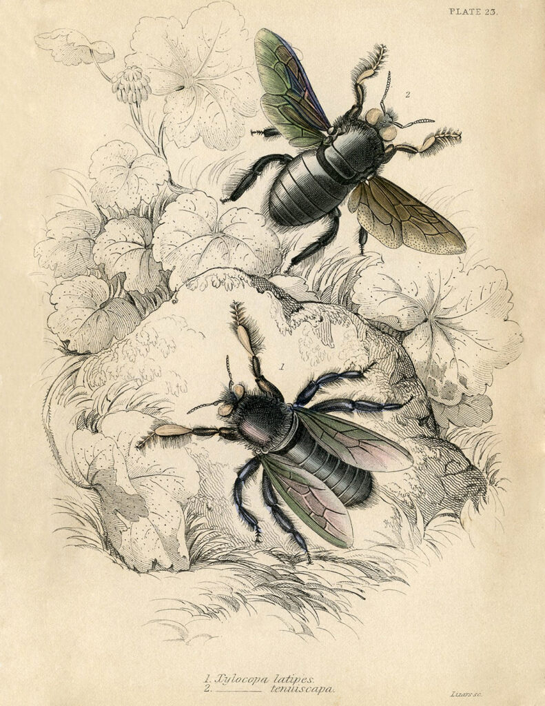 natural history bees plant illustration