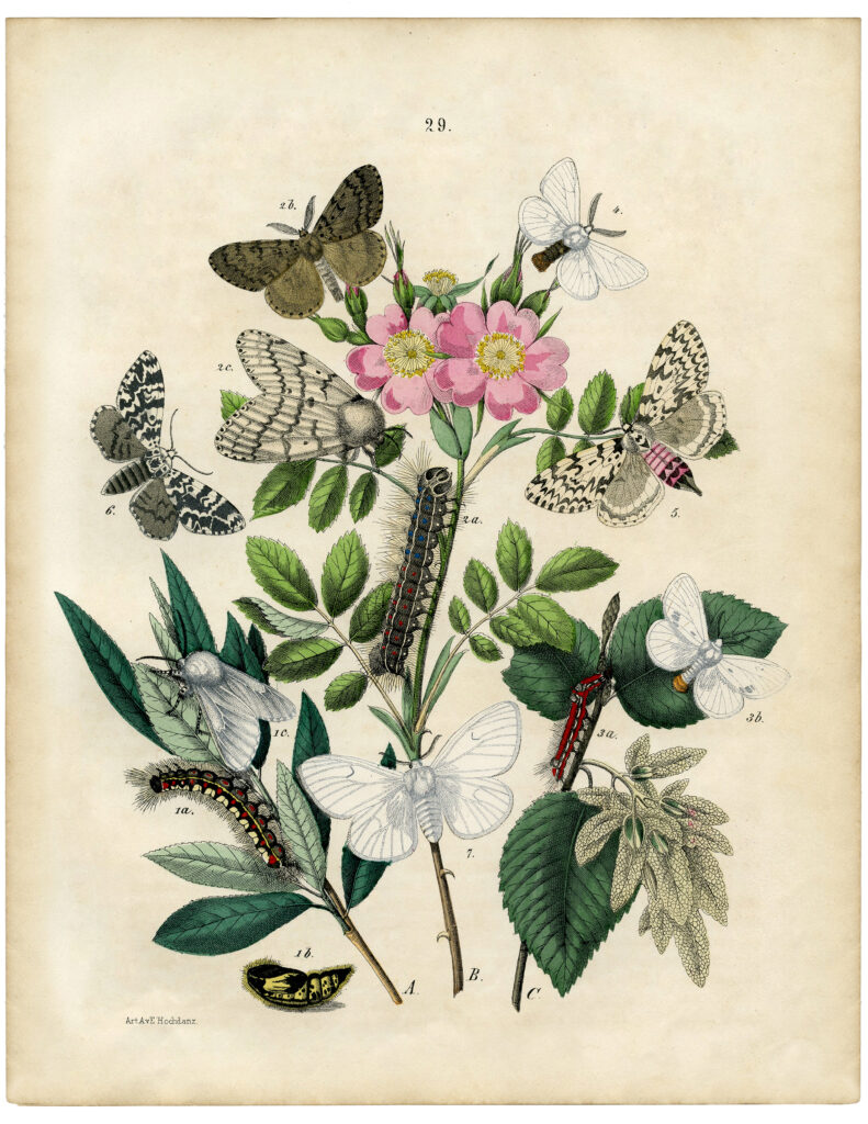 vintage butterflies pink white flowers illustration