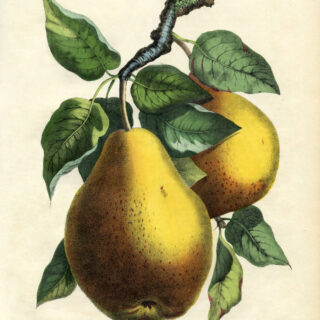 vintage botanical pear image