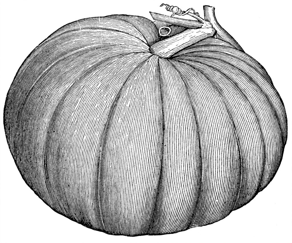 Pumpkin Clipart Black and White