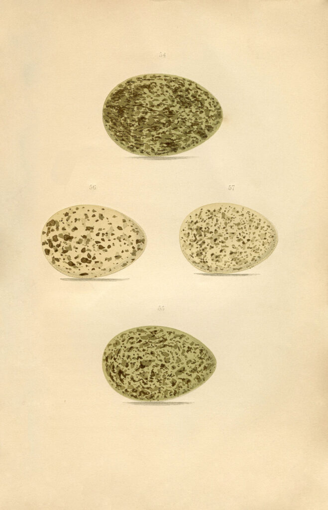 speckled eggs vintage natural history image