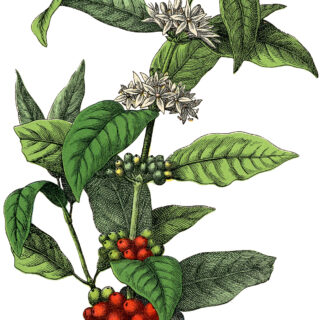 vintage coffee plant illustration