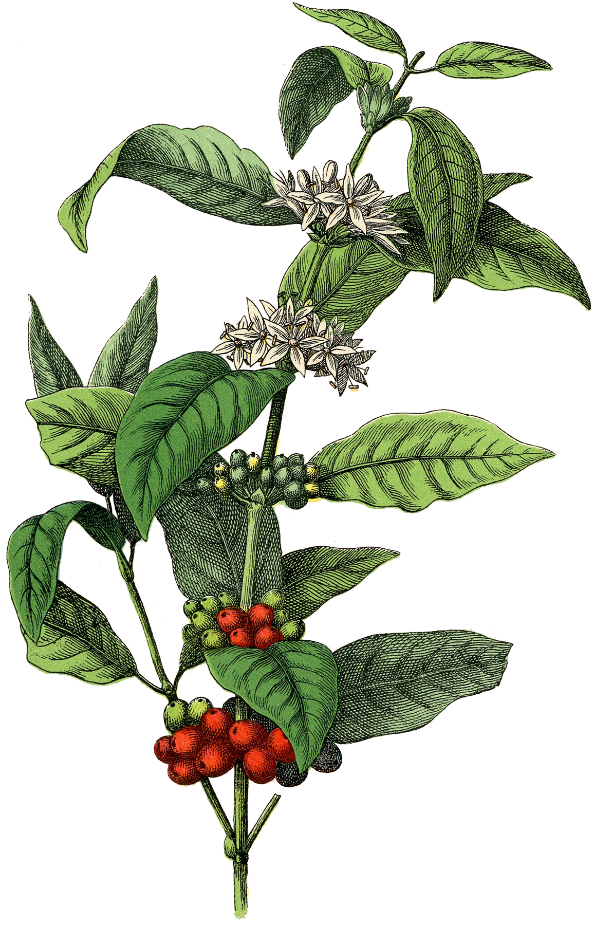 Coffee Plant Botanical Drawing  Png Download  Botanical Coffee Plant  Transparent Png  Transparent Png Image  PNGitem