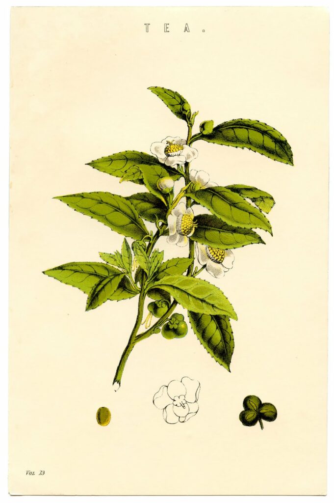 tea botanical image