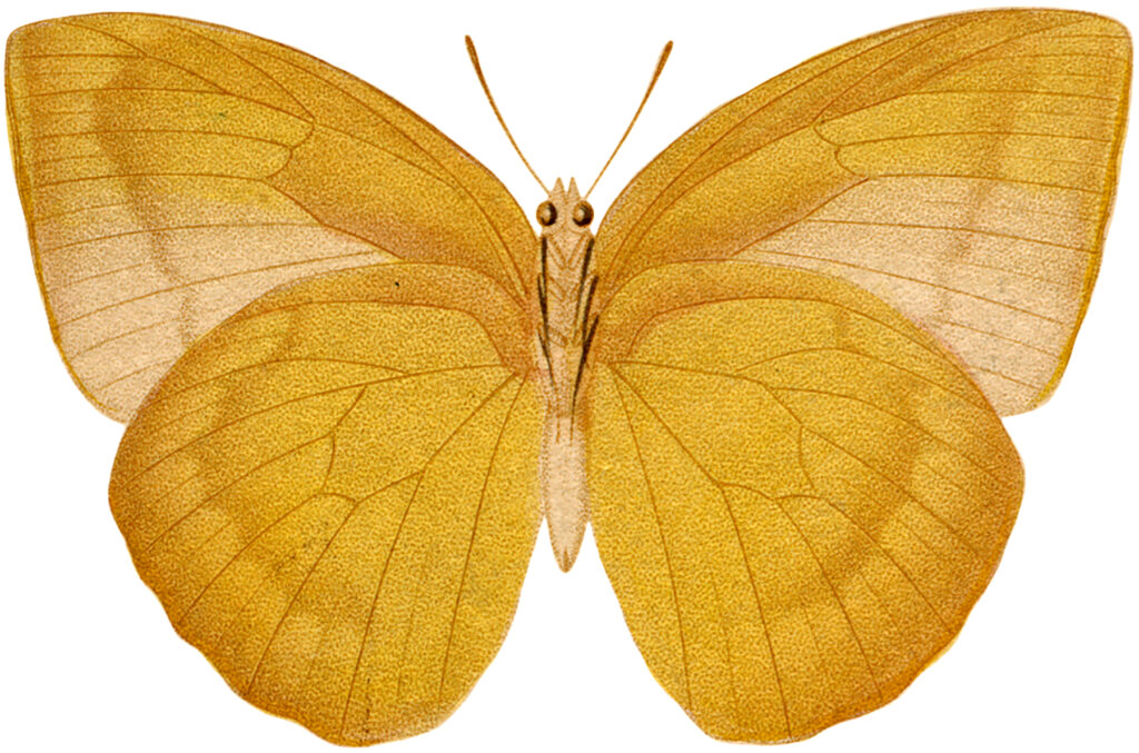 yellow butterfly clipart