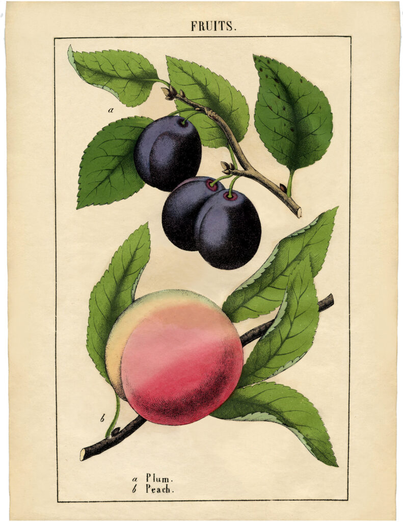 vintage plum peach botanical fruit image