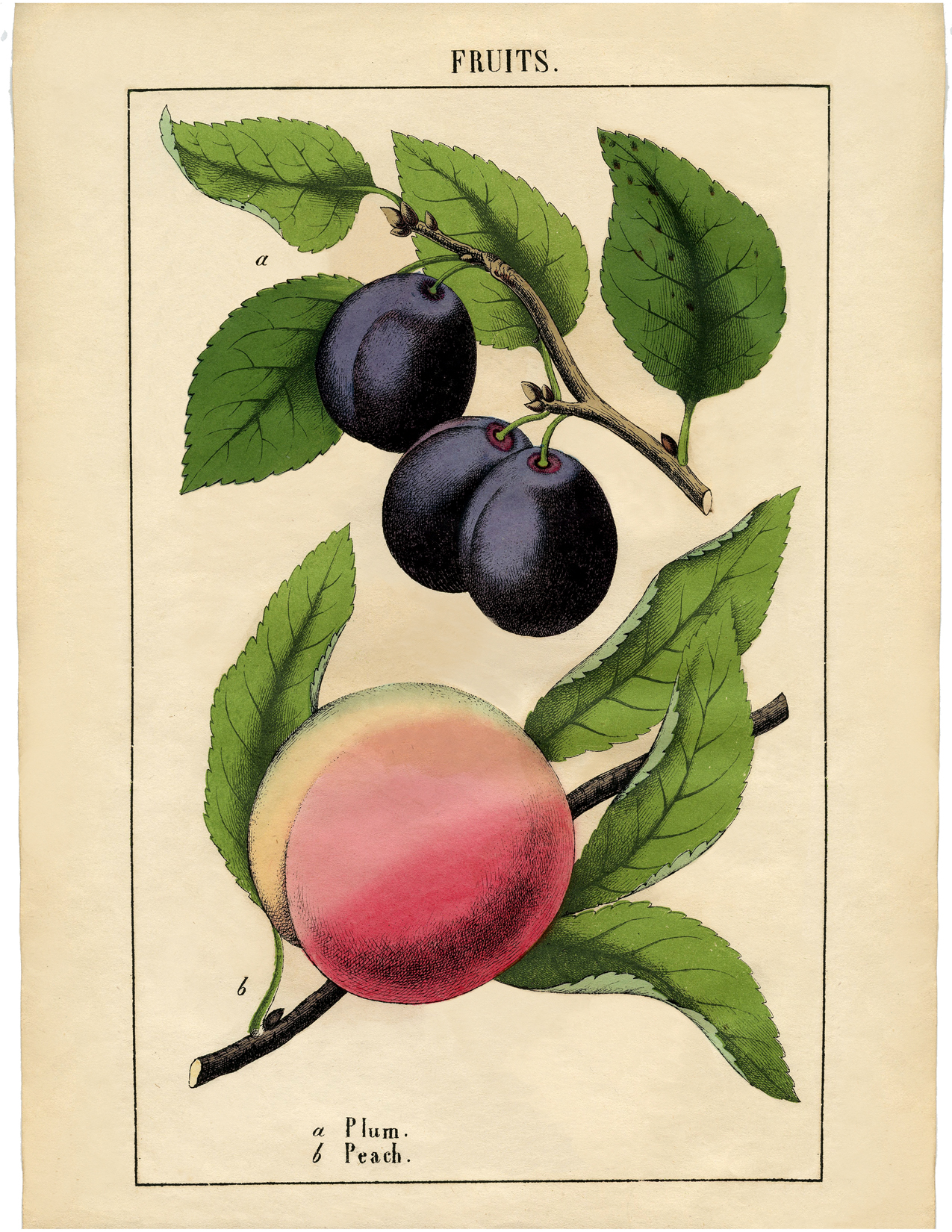 Vintage Plums Print Digital Download  Jpeg of Vintage Plums  Plant and Botanical Images  Vintage Fruit Prints