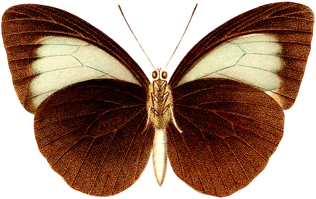 brown and tan butterfly image