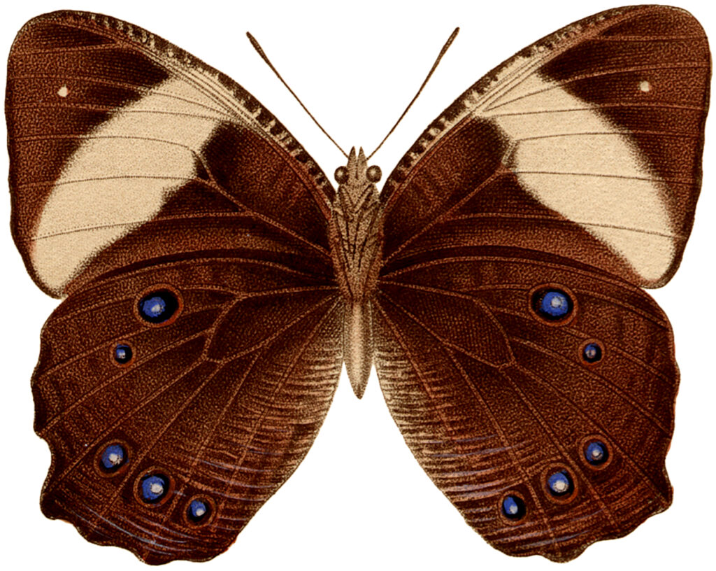 brown butterfly blue spots vintage image