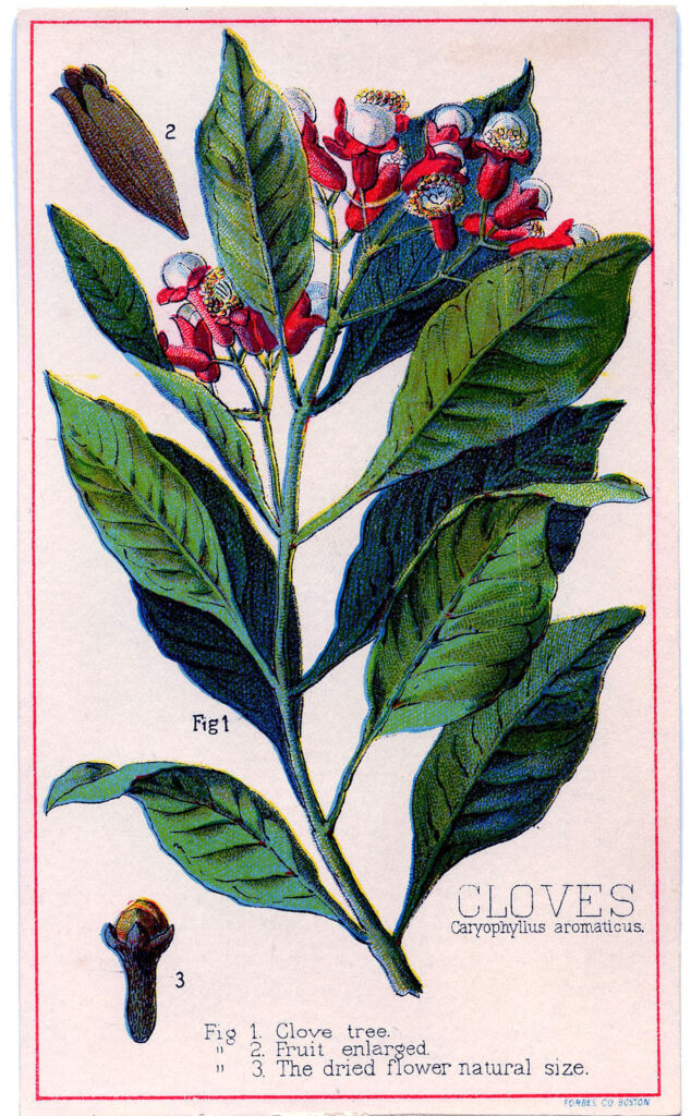 vintage cloves botanical illustration