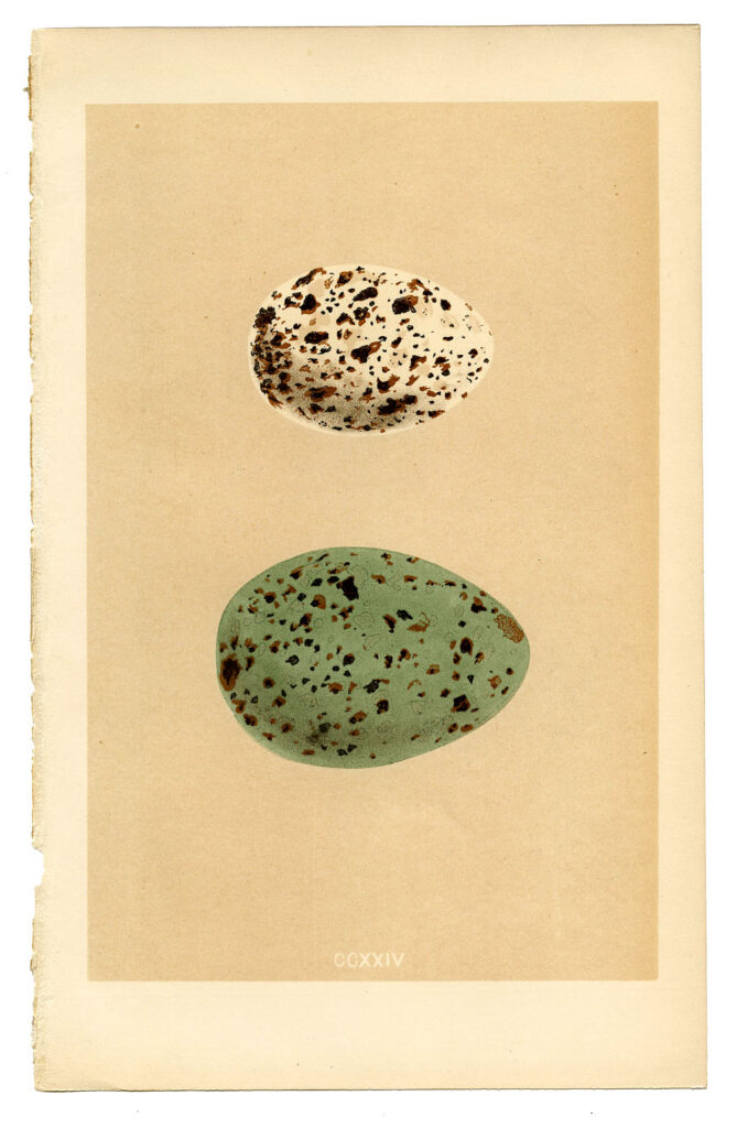 Vintage Morris eggs printable image