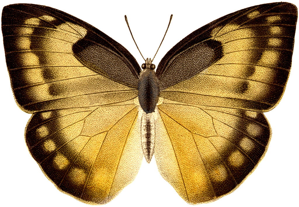 Yellow, Brown and Tan Butterfly Picture