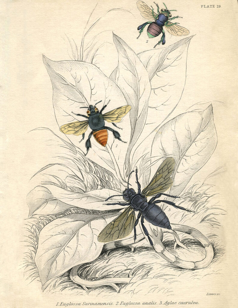 vintage bees plant illustration