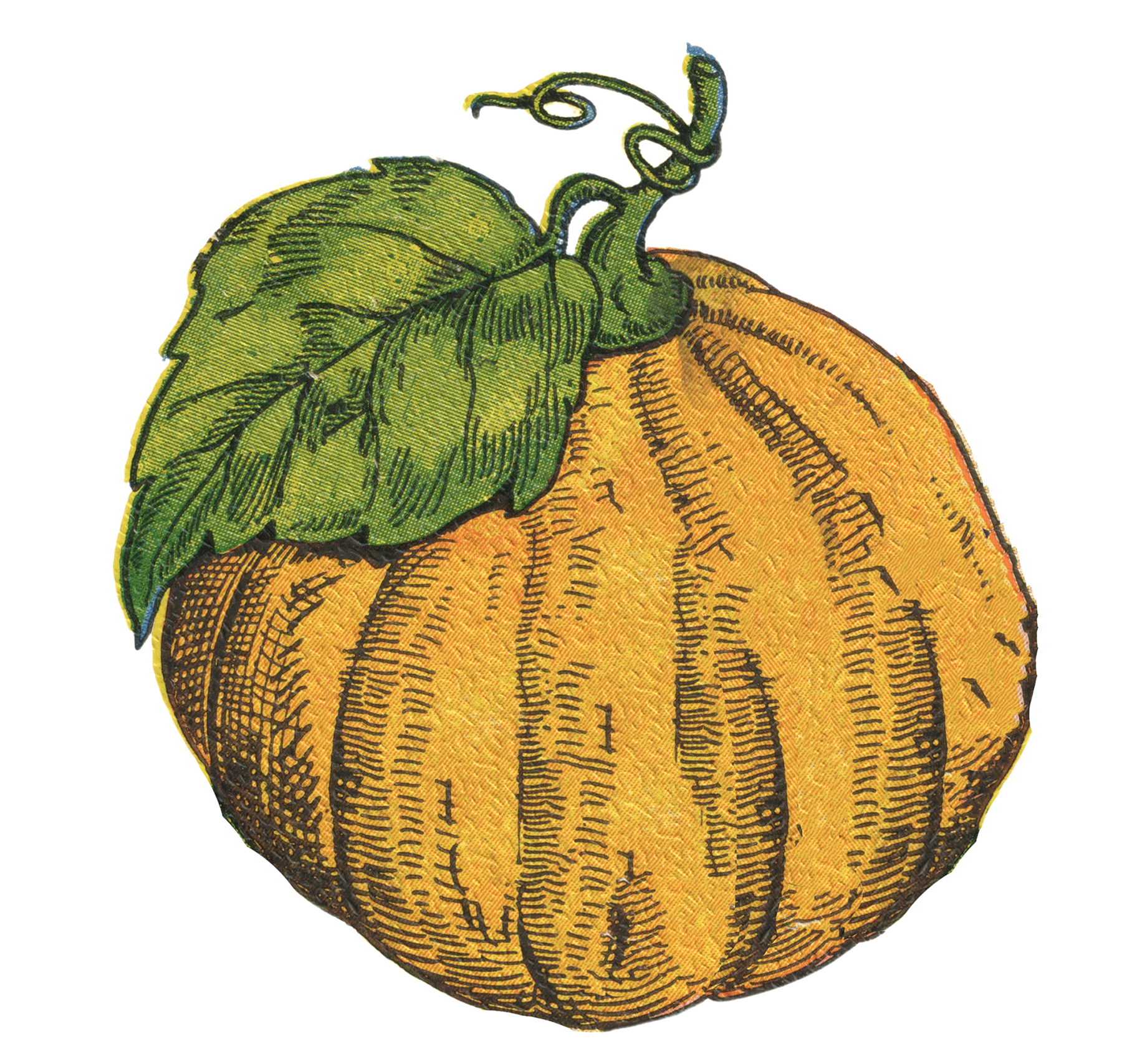 pumpkins clipart