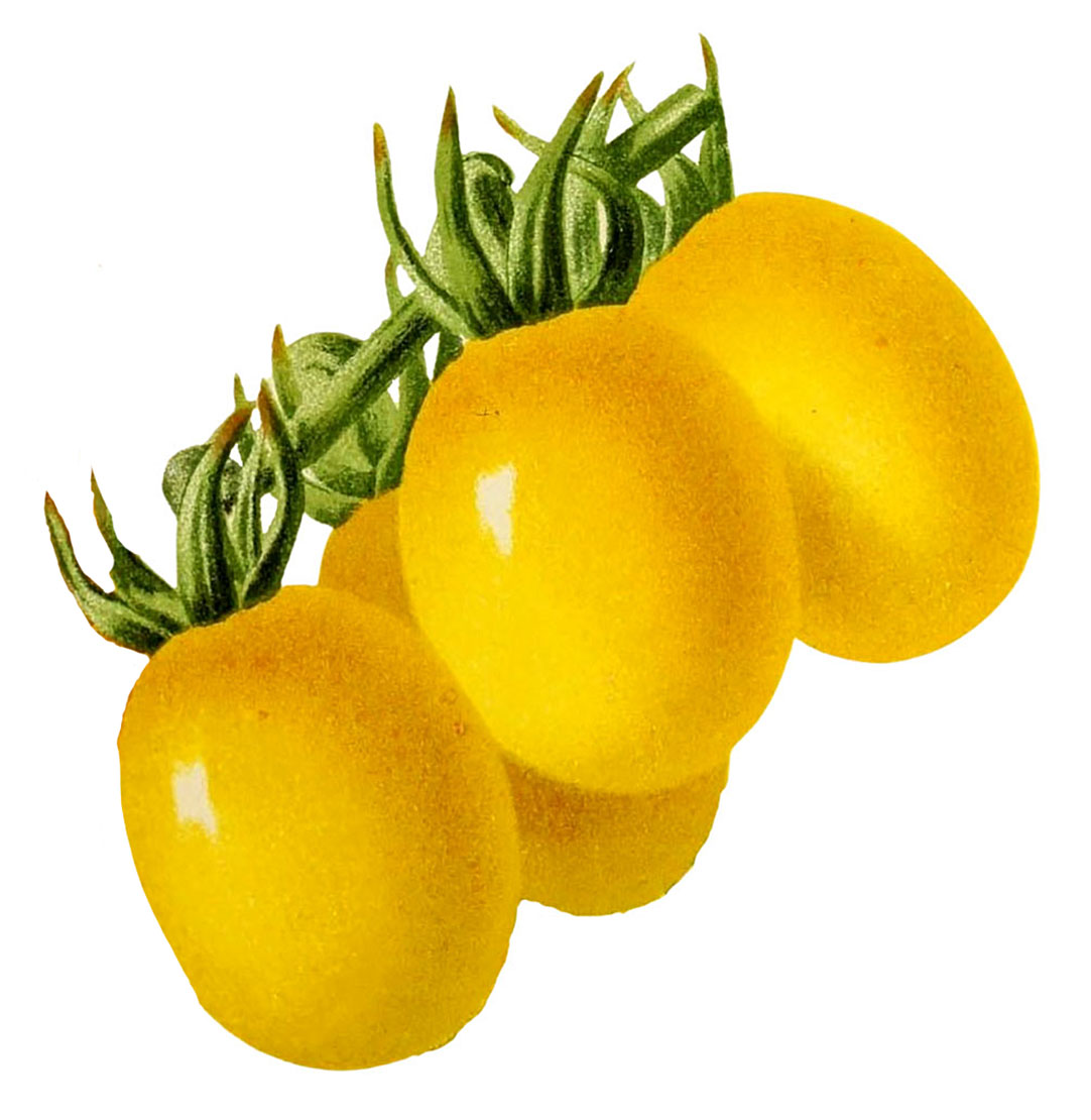 Yellow Tomato Clipart