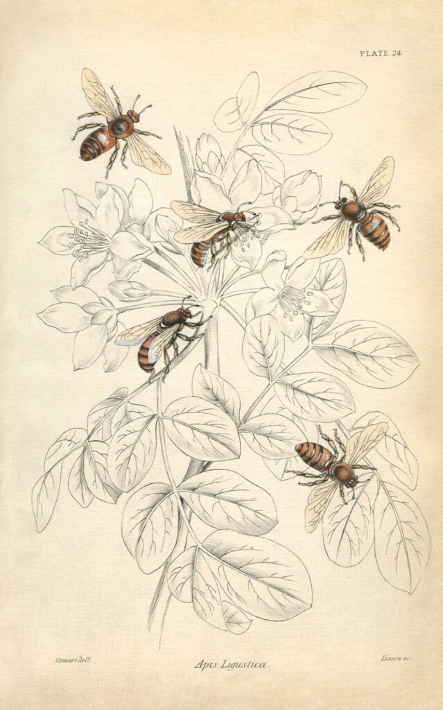 bees plant leaves illustration