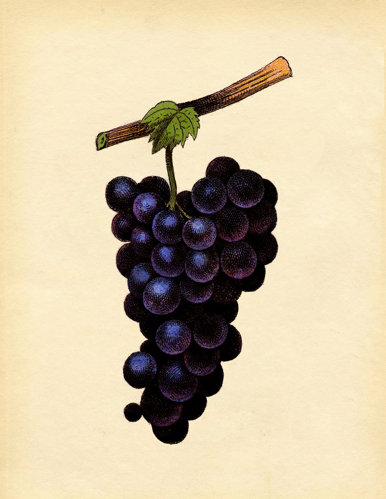 vintage purple grapes illustration