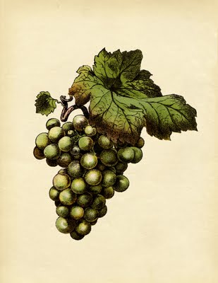 vintage green grapes bunch clipart
