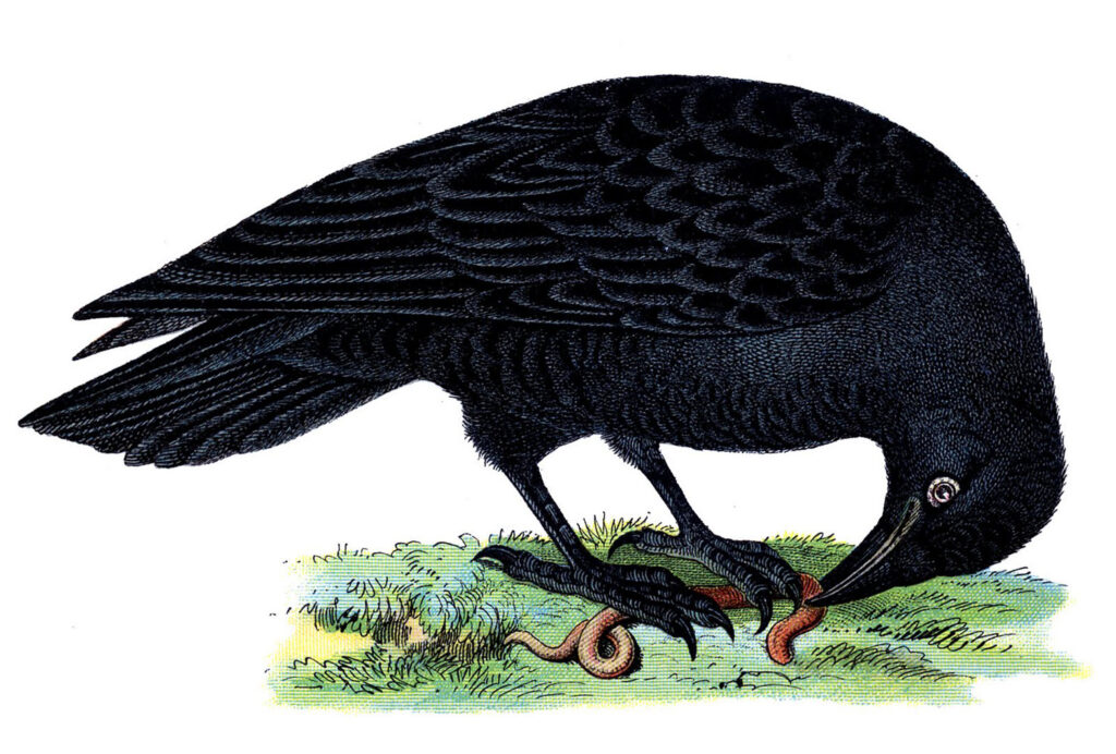 vintage bird black raven illustration