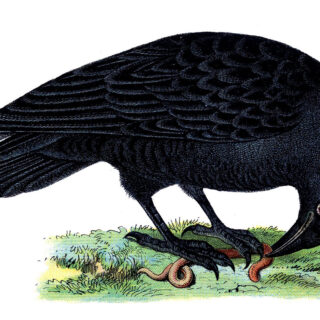 vintage bird black raven illustration