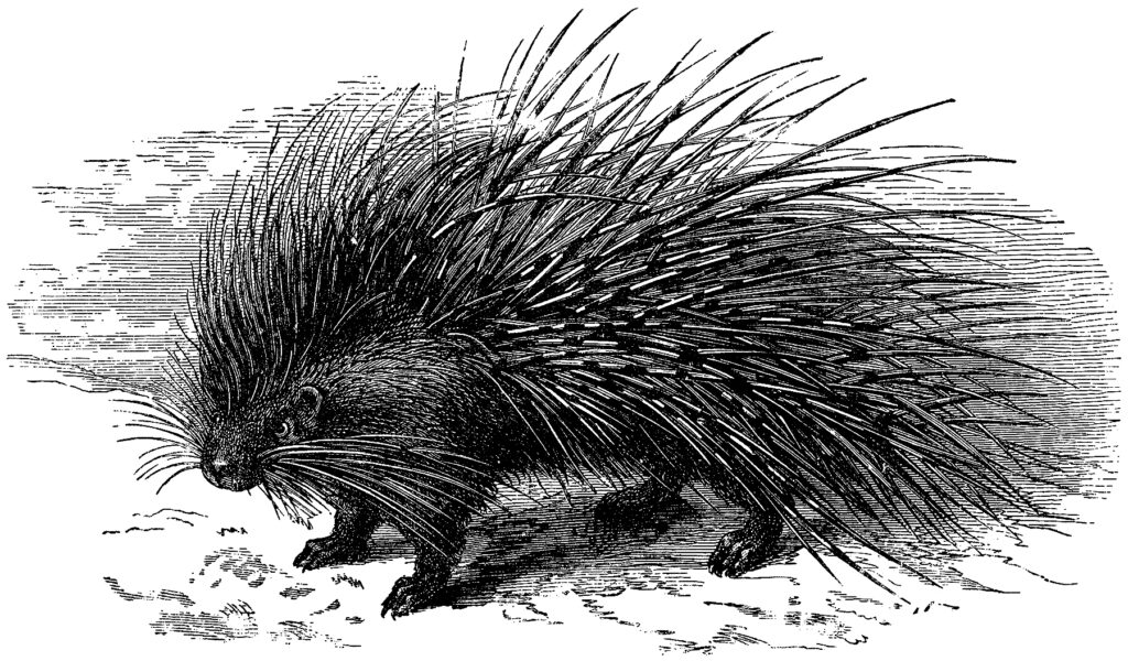 porcupine engraving clipart