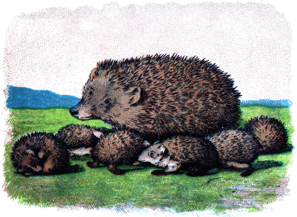 vintage hedgehog mother babies clipart