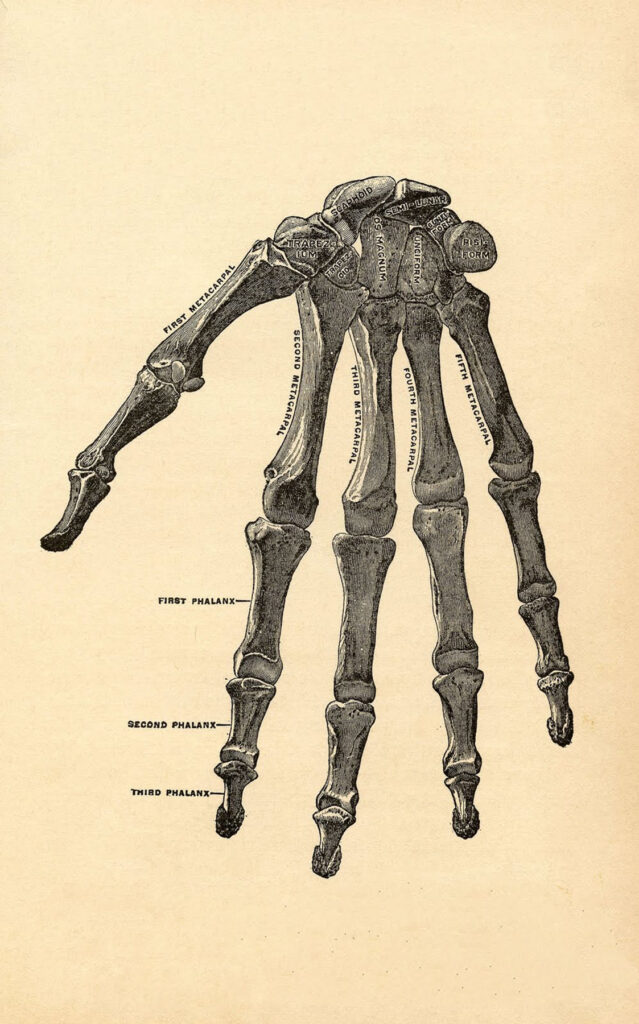 Hand Bones Image