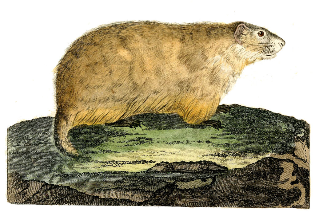 vintage squirrel groundhog illustration