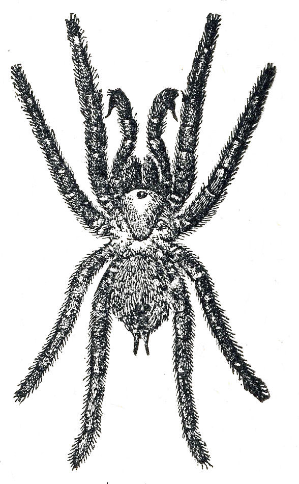 vintage dictionary illustration spider tarantula image