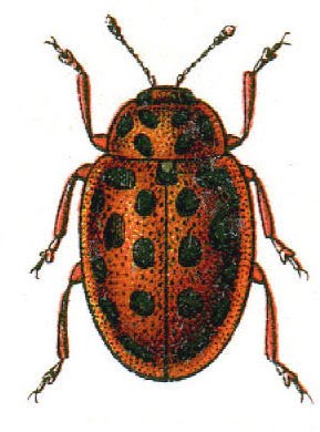 vintage spotted Beetle illustration