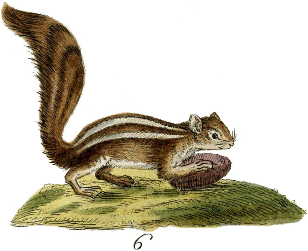 vintage chipmunk nut illustration
