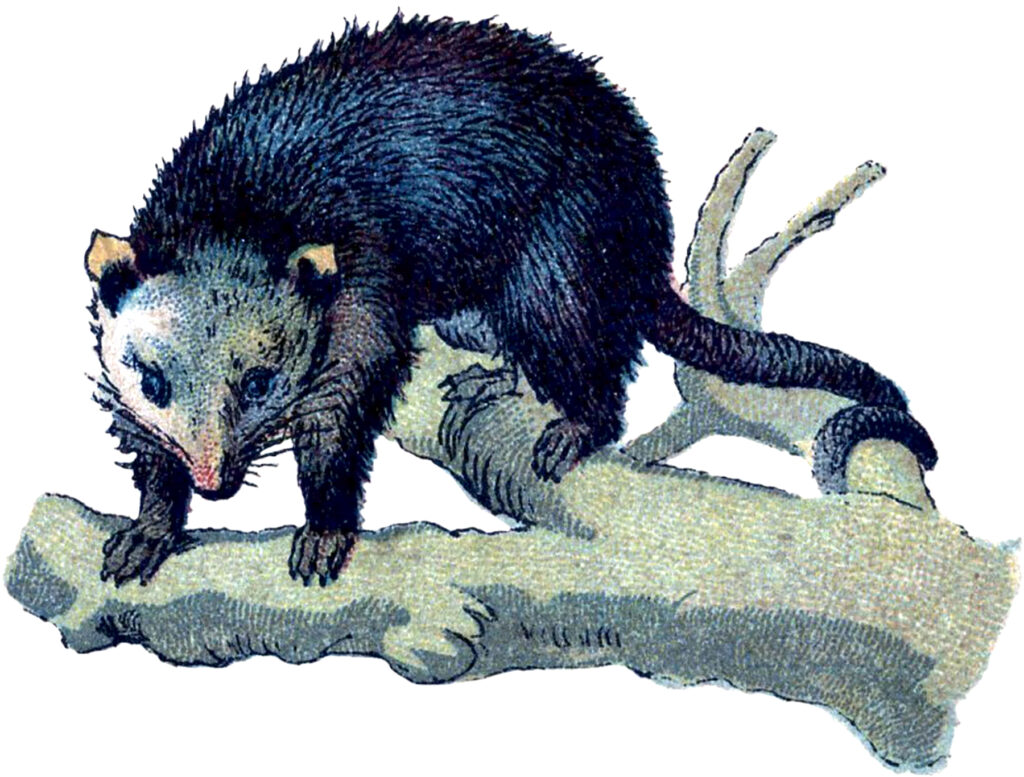 vintage possum opossum branch illustration