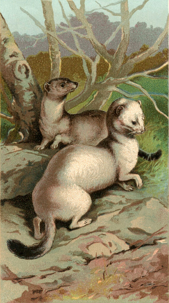 vintage otters ferret illustration