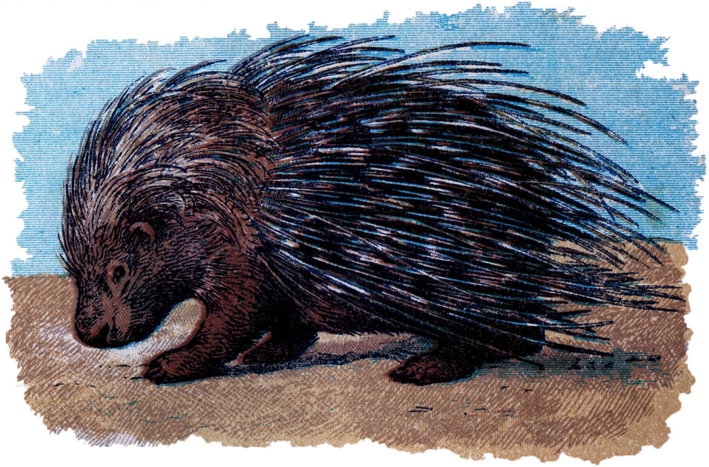 vintage porcupine image