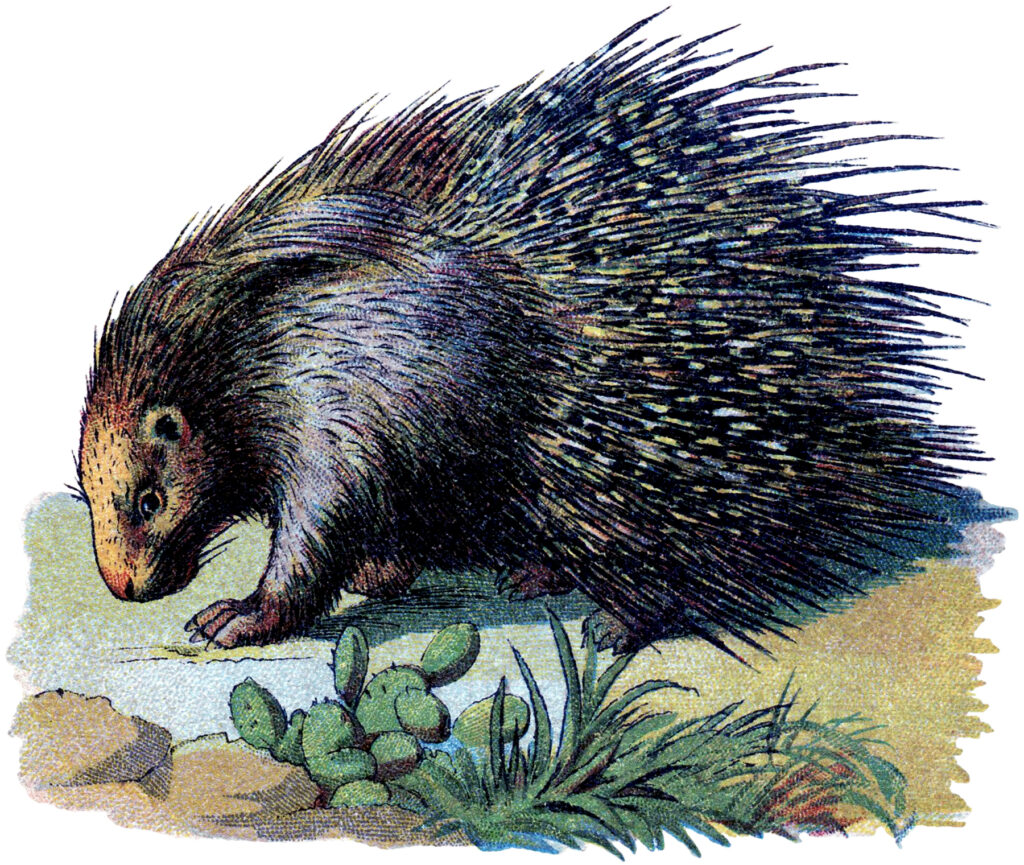 antique porcupine illustration