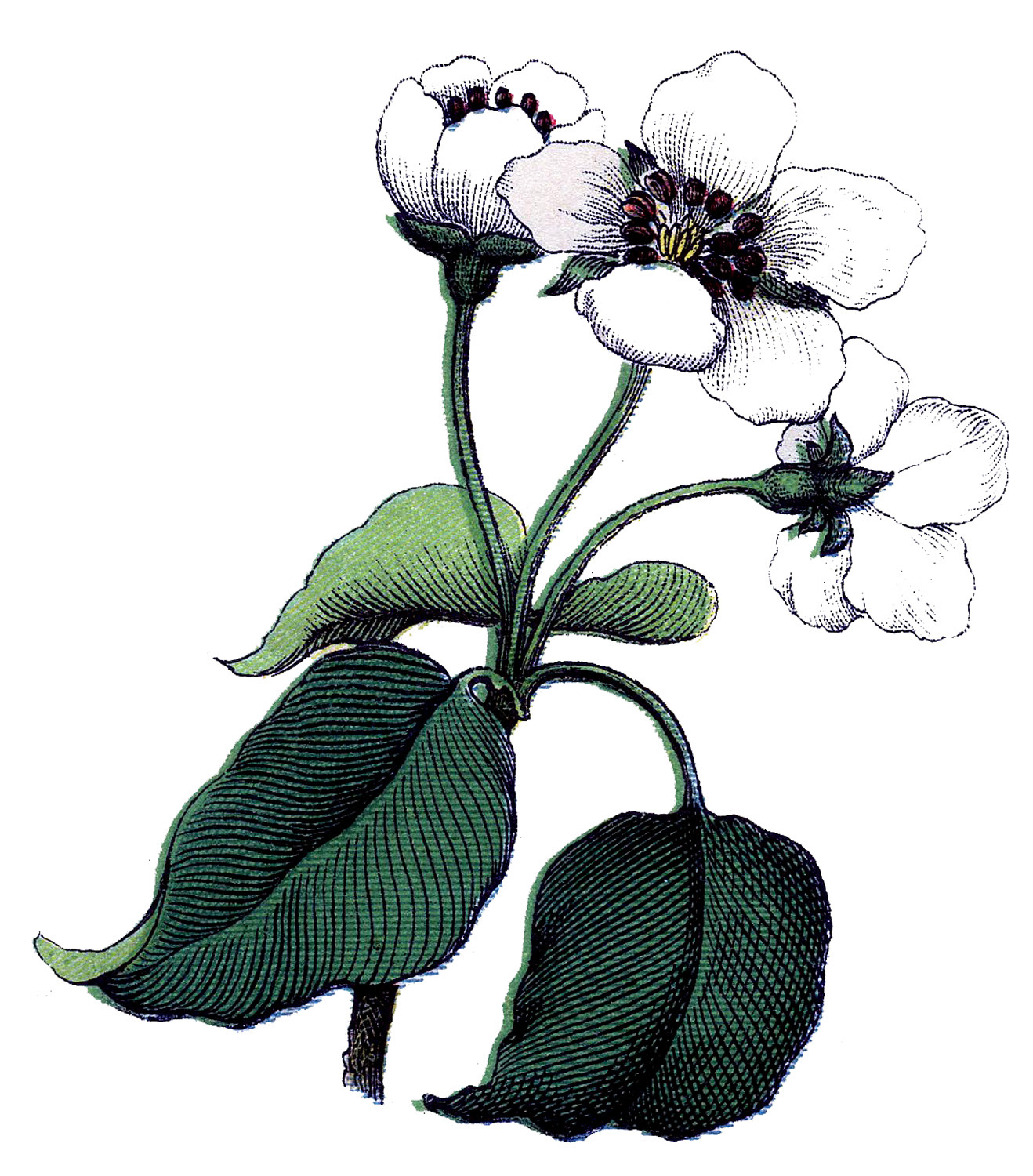 clipart flower with stem