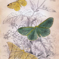 Yellow and Green Moths Print