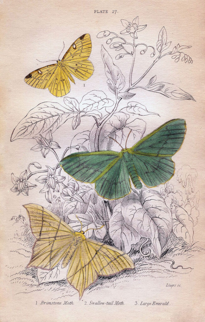Yellow and Green Moths Print