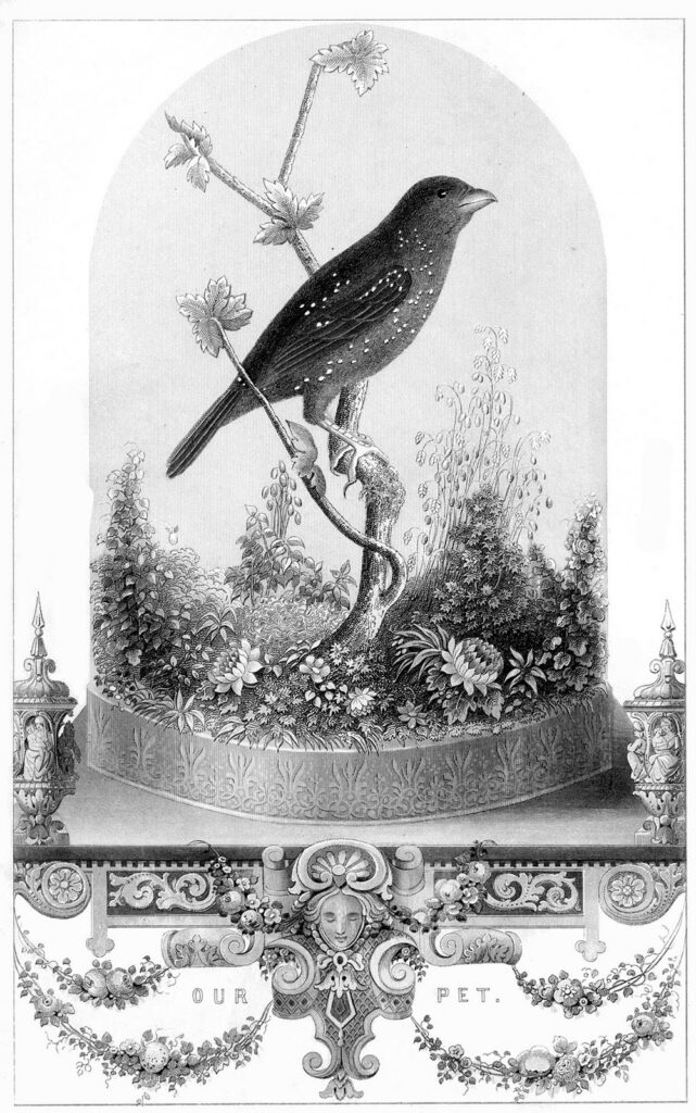 Bird under Cloche Image in Black and White