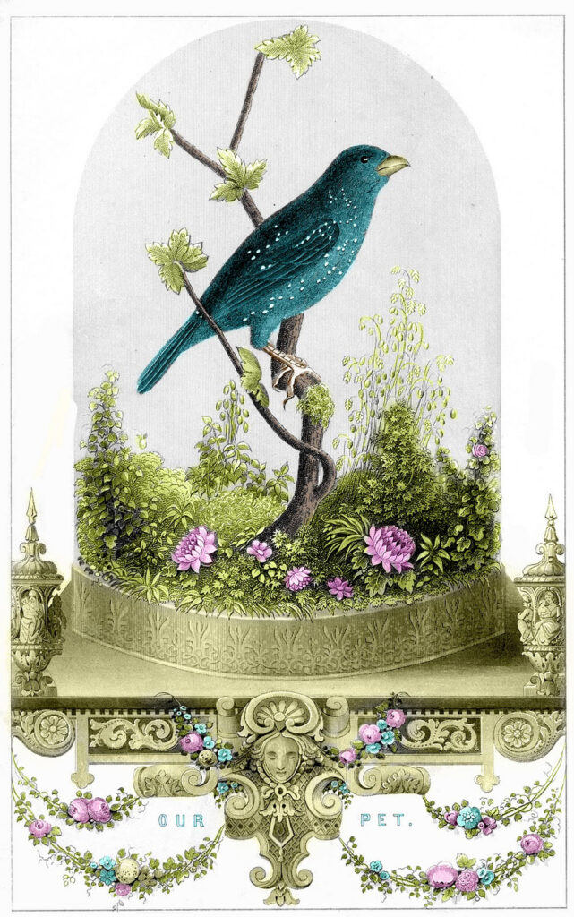 Bird under Cloche Full Color Image