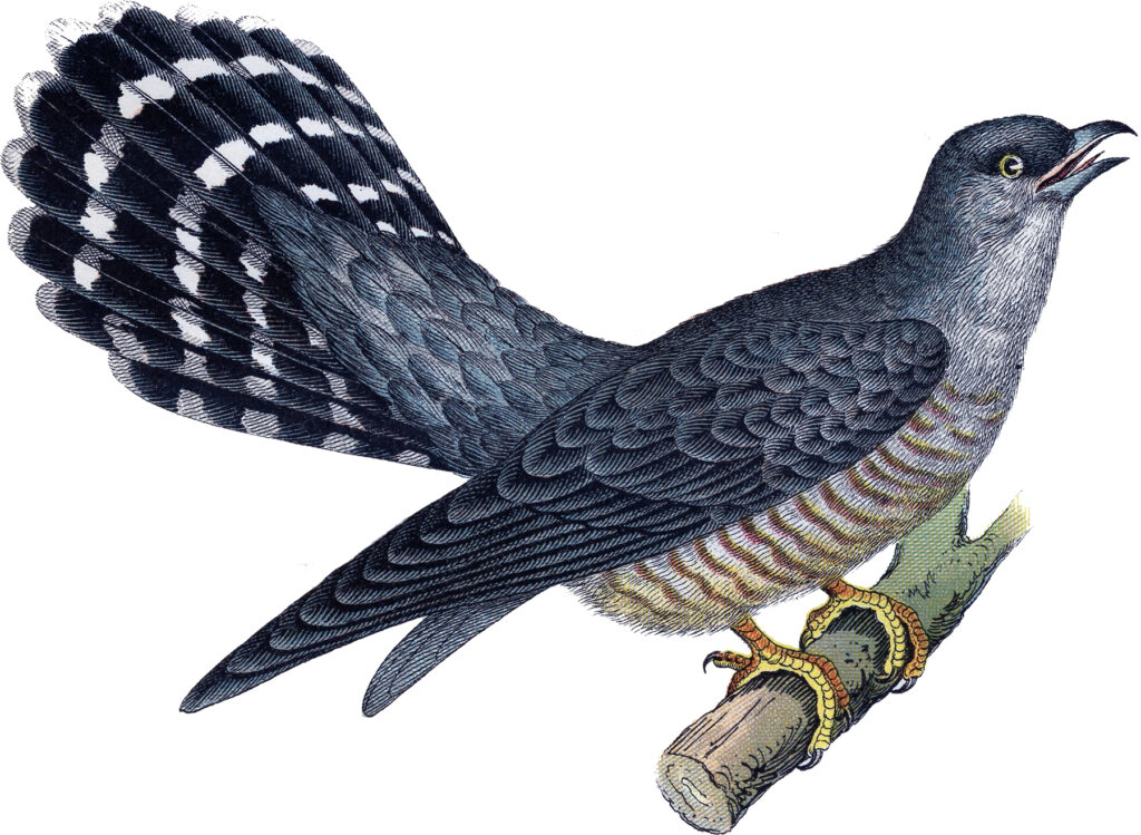 blue bird engraving image