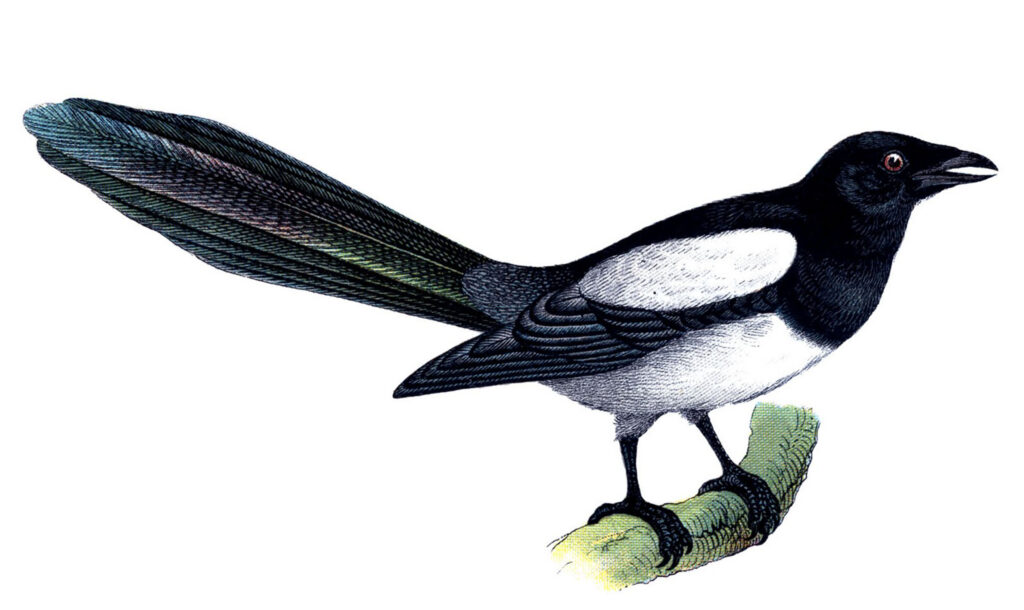 gray black bird twig illustration