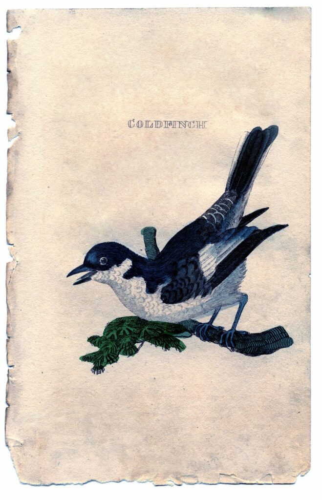 black blue bird antique natural history clipart
